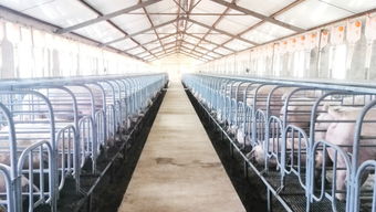 凌源种猪场现代化畜牧养殖设备助推养猪事业健康发展
